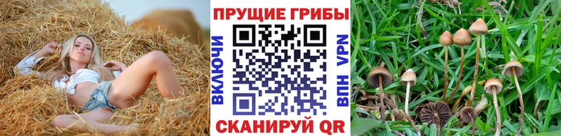 Галлюциногенные грибы Cubensis  Первомайск 